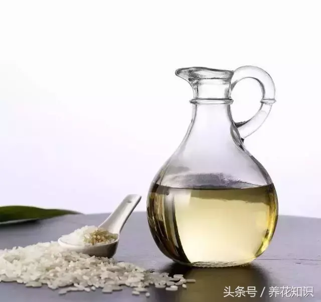 可以养很久的植物有什么，植物总是养不过3个月？身边的“废物”分分钟帮你解决