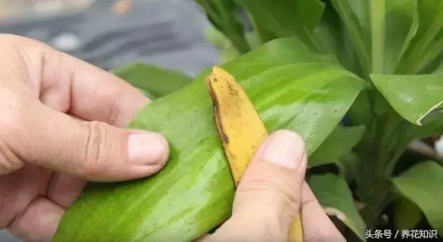 可以养很久的植物有什么，植物总是养不过3个月？身边的“废物”分分钟帮你解决