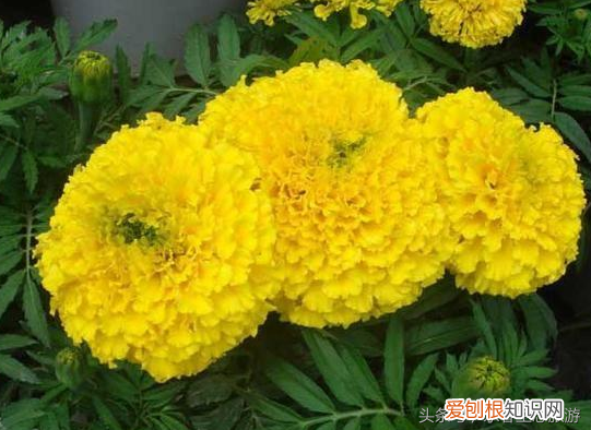 花卉的生命周期，花卉常识：花卉的生活周期