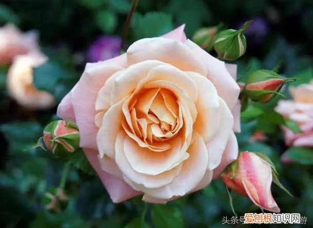 花卉的生命周期，花卉常识：花卉的生活周期