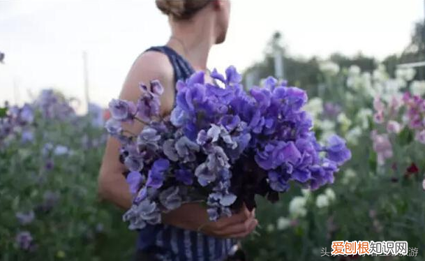 花卉的生命周期，花卉常识：花卉的生活周期