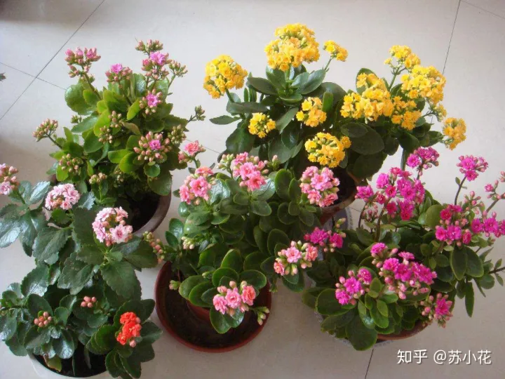养花第一次开花，在家养花就选这3种，开花长达100天！，看完之后秒变大佬
