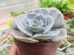 想养花先了解这18种花，错过这几条基本的养花知识，难怪你的花养不好