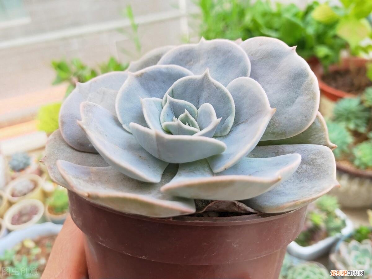 想养花先了解这18种花，错过这几条基本的养花知识，难怪你的花养不好