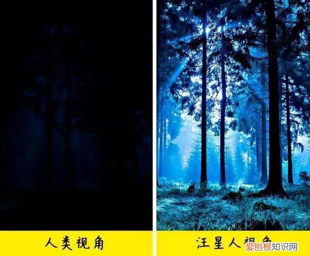 狗在夜里一直狂吠 狗子半夜对着空气吠叫难道是因为