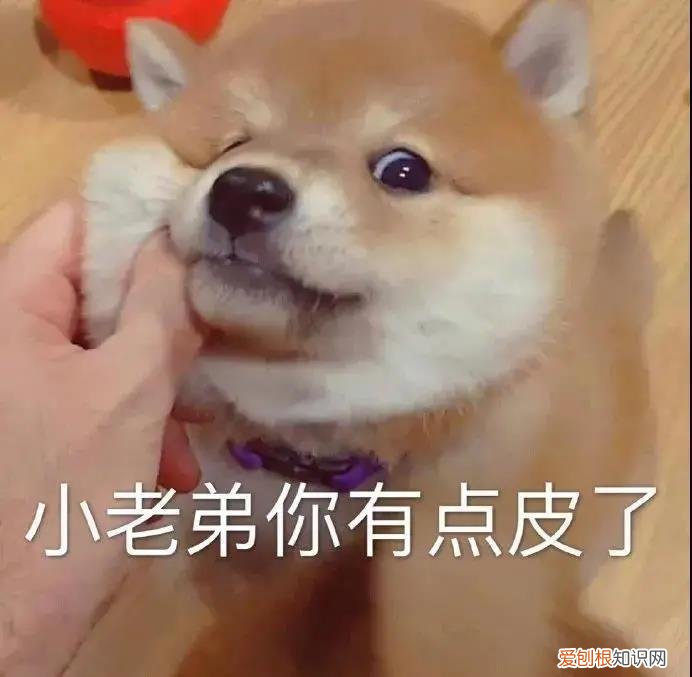 狗在夜里一直狂吠 狗子半夜对着空气吠叫难道是因为