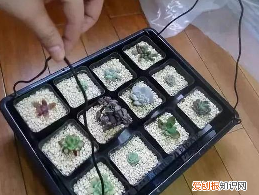 怎样让花草快速生长呢?，养花种草如何提高成活率？3个小技巧，让植物疯长挡都挡不住