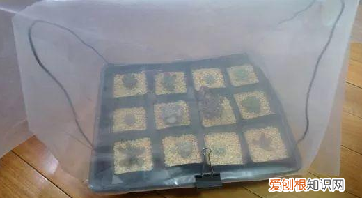 怎样让花草快速生长呢?，养花种草如何提高成活率？3个小技巧，让植物疯长挡都挡不住