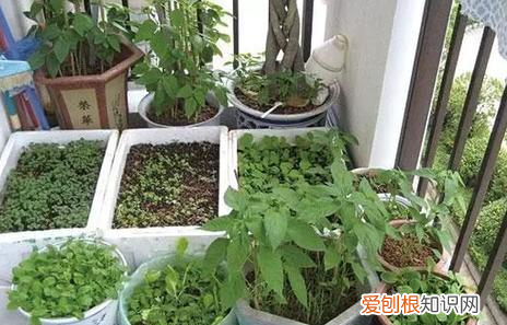 怎样让花草快速生长呢?，养花种草如何提高成活率？3个小技巧，让植物疯长挡都挡不住