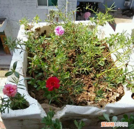怎样让花草快速生长呢?，养花种草如何提高成活率？3个小技巧，让植物疯长挡都挡不住
