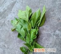 桑叶可以生吃