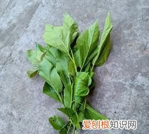 桑叶可以生吃