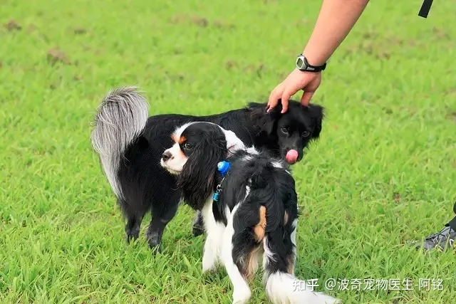 狗狗眯着眼睛是什么意思呀，宠物知识科普：狗狗眯眼是在微笑？读懂安定讯号，明白狗狗小心思