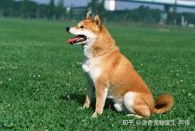狗狗眯着眼睛是什么意思呀，宠物知识科普：狗狗眯眼是在微笑？读懂安定讯号，明白狗狗小心思