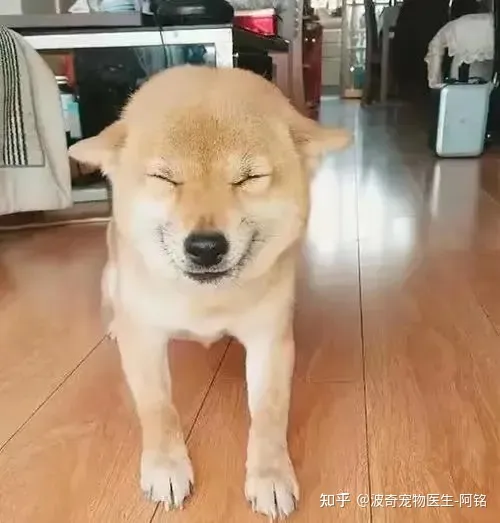 狗狗眯着眼睛是什么意思呀，宠物知识科普：狗狗眯眼是在微笑？读懂安定讯号，明白狗狗小心思