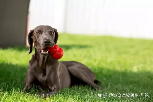 狗狗眯着眼睛是什么意思呀，宠物知识科普：狗狗眯眼是在微笑？读懂安定讯号，明白狗狗小心思