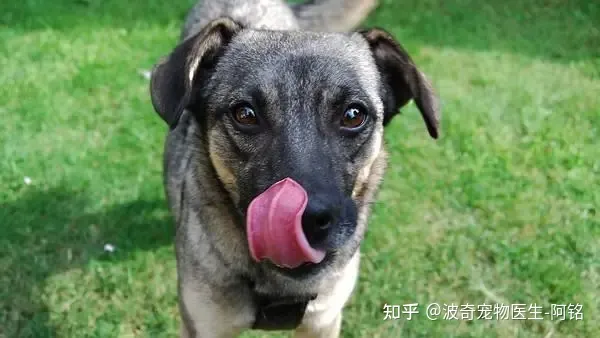 狗狗眯着眼睛是什么意思呀，宠物知识科普：狗狗眯眼是在微笑？读懂安定讯号，明白狗狗小心思