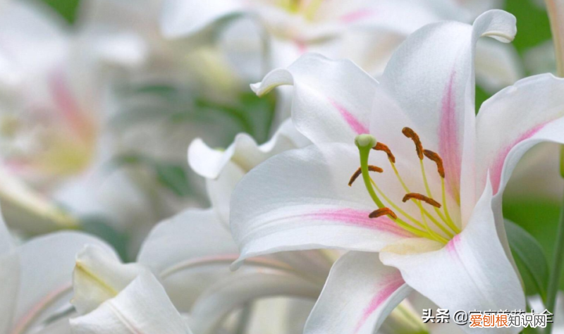怎么样才能掌握养花的技巧，新手养花难，搞懂这6点，其实很简单