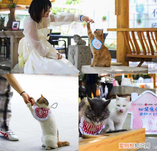 北京观复博物馆照片，北京必胜客联合观复博物馆观复猫发起“宠物友好”主题活动