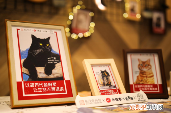北京观复博物馆照片，北京必胜客联合观复博物馆观复猫发起“宠物友好”主题活动