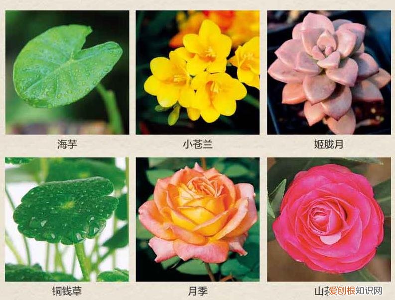 如何养护花卉植物视频，《零基础学养花》送给新手的家庭花草养护宝典，打造你的世外桃源
