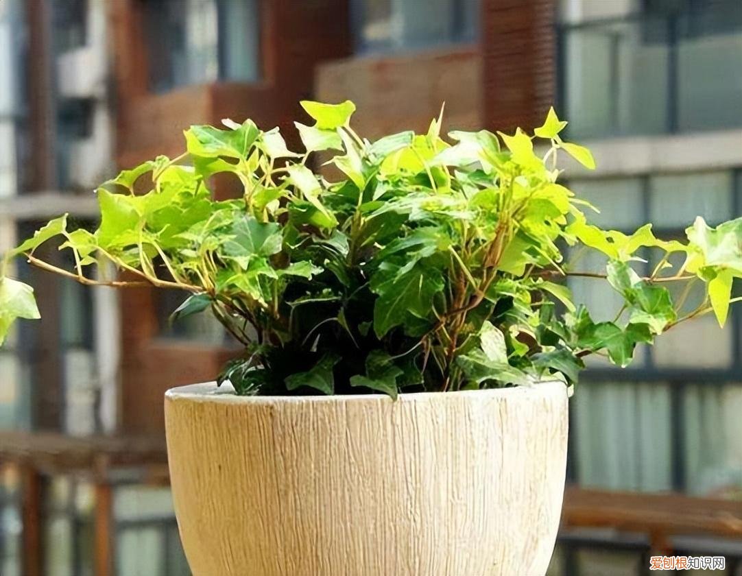 养花的技巧如何能养好花朵，养花哪有那么麻烦，记住养花“5要素”，新手能变老手，简单轻松