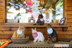 北京观复博物馆电话号码，北京必胜客联合观复博物馆发起“宠物友好”主题活动