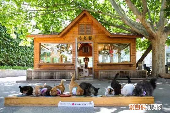 北京观复博物馆电话号码，北京必胜客联合观复博物馆发起“宠物友好”主题活动