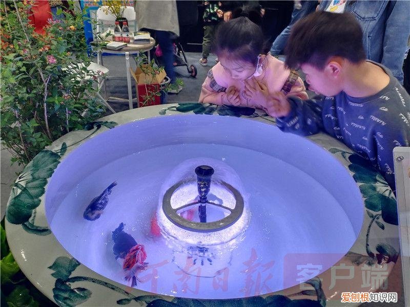 2021宠物展，2021年“中部宠物第一展”：“萌宠”嘉年华 新潮“宠”经济