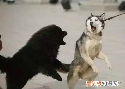 关于宠物的冷知识,15个宠物冷知识,不知道还敢说爱Ta?