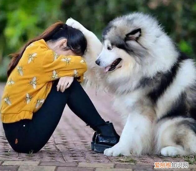狗是来报恩的还是来报仇的 “报恩”的狗才有的特征，你家狗狗有吗？
