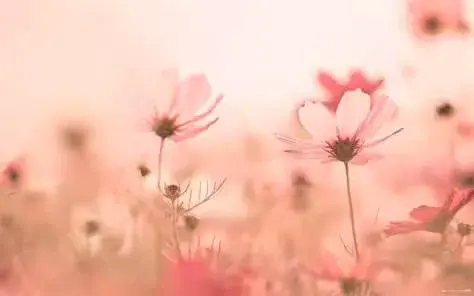 养花是一篇优美的散文记述了老舍先生养花的乐趣，散文《养花》
