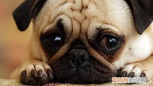 性格温顺的宠物狗,【宠物知识科普篇】其实狗狗非常依赖人,单纯可爱的狗子,只要你在TA就开心~