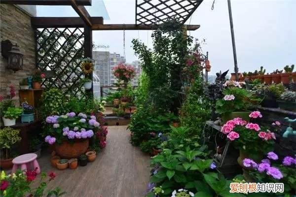 老舍散文养花，《养花》老舍的散文
