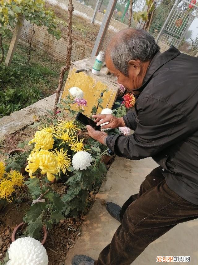 老舍写的《养花》，《养花》老舍原文