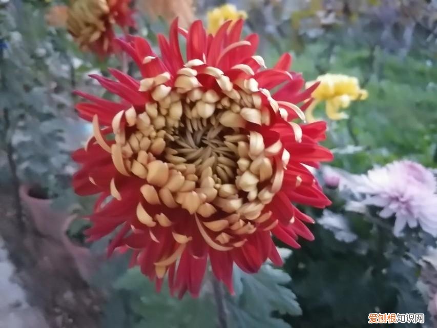 老舍写的《养花》，《养花》老舍原文
