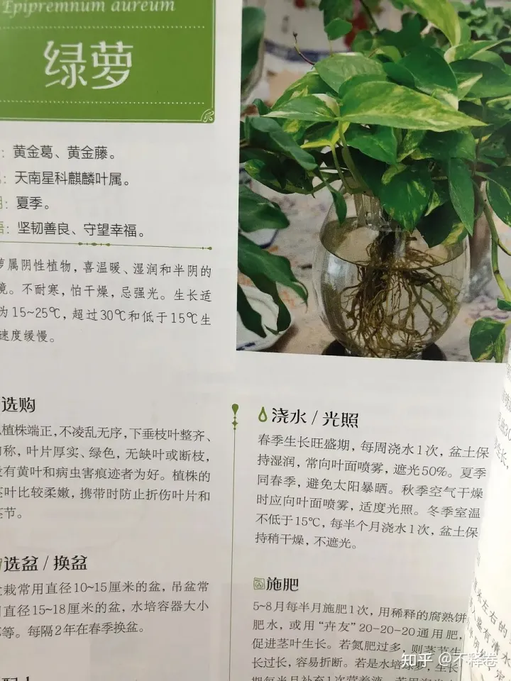 新手入门花，从新手到高手，养花一点通