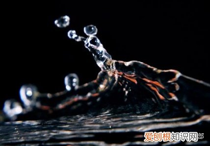宠物营养与食品知识点，宠物营养师要掌握哪些宠物知识？