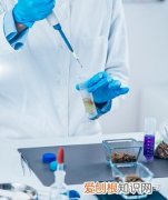 宠物营养与食品知识点，宠物营养师要掌握哪些宠物知识？
