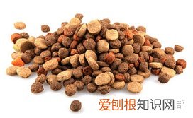 宠物营养与食品知识点，宠物营养师要掌握哪些宠物知识？