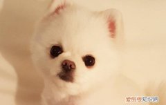博美腿抽筋是什么原因 博美突然抽筋一会又没事了