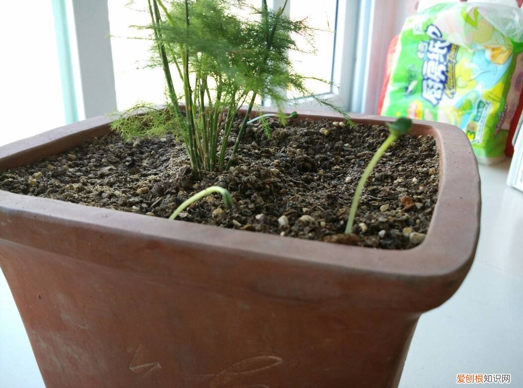 花卉施肥的基本方法，养花方法全面总结，从土壤到施肥，从修剪到浇水，解决养花问题