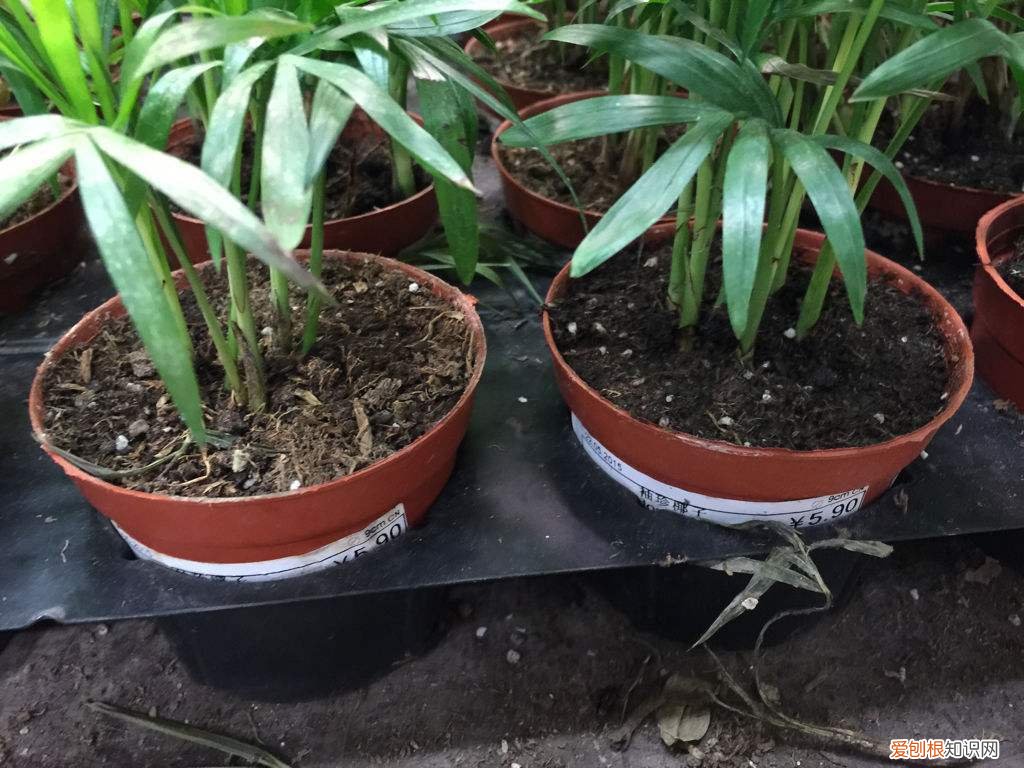 花卉施肥的基本方法，养花方法全面总结，从土壤到施肥，从修剪到浇水，解决养花问题