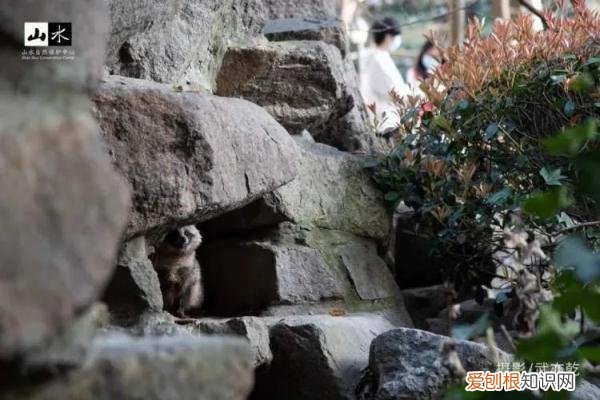 有一种动物叫貉，野“貉”出没，上海松江、闵行、青浦分布最多！我们如何和谐相处？