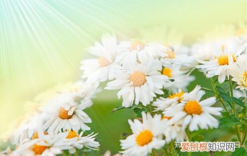 养花的要点，养花六要素，养花入门必备知识点