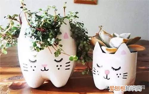 养花的要点，养花六要素，养花入门必备知识点