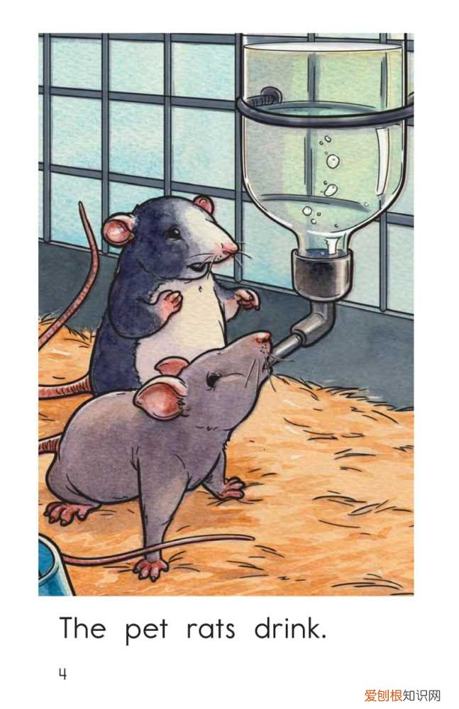 raz分级阅读每级多少本，RAZ level B 2 The Pet Rats 绘本阅读