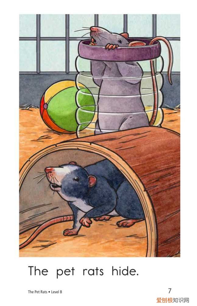 raz分级阅读每级多少本，RAZ level B 2 The Pet Rats 绘本阅读