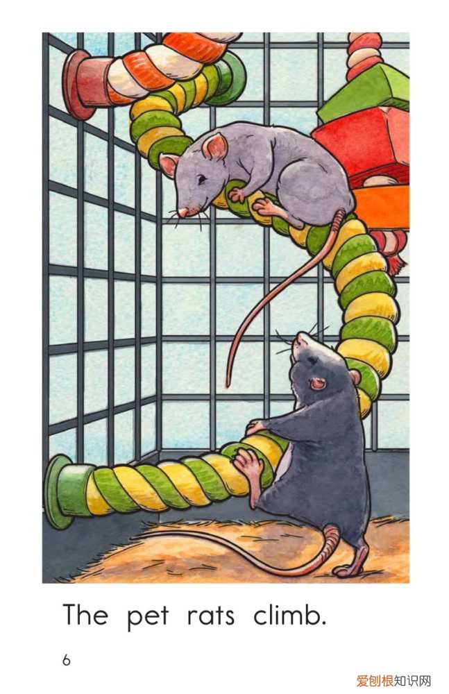 raz分级阅读每级多少本，RAZ level B 2 The Pet Rats 绘本阅读