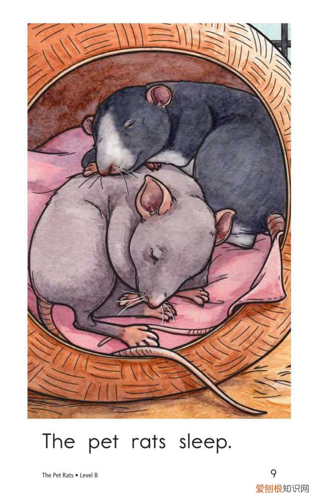 raz分级阅读每级多少本，RAZ level B 2 The Pet Rats 绘本阅读